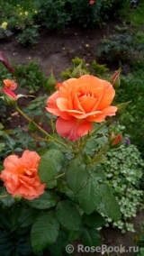 Westerland Westerland