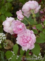 Cottage Rose Cottage Rose