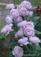 Novalis Novalis