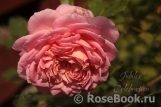 Jubilee Celebration® Jubilee Celebration®