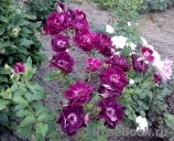 Burgundy Ice Burgundy Ice