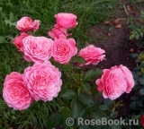 Tickled Pink Tickled Pink