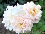 Lions Rose Lions Rose