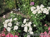 Aspirin Rose Aspirin Rose