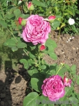 Heidi Klum Rose Heidi Klum Rose