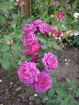 Heidi Klum Rose Heidi Klum Rose