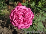 Heidi Klum Rose Heidi Klum Rose