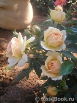 Garden of Roses Garden of Roses