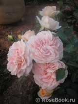 Garden of Roses Garden of Roses