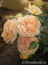 Garden of Roses Garden of Roses