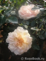 Garden of Roses Garden of Roses