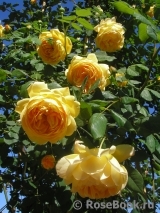 Golden Celebration® Golden Celebration®
