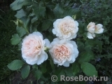 Chandos Beauty Chandos Beauty