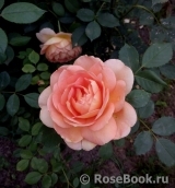 Lady of Shalott Lady of Shalott