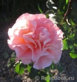 Rosemary Harkness Rosemary Harkness