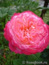 Kordes’ Jubilee