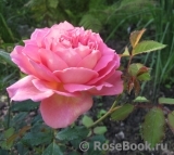 Jubilee Celebration® Jubilee Celebration®