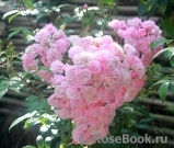 Heavenly Pink Heavenly Pink