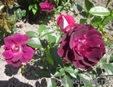 Burgundy Ice Burgundy Ice