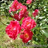 Fuchsia Meillandecor Fuchsia Meillandecor