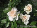 Chandos Beauty Chandos Beauty