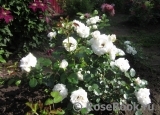 Aspirin Rose Aspirin Rose