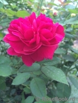 Darcey Bussell Darcey Bussell