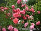 Rosarium Uetersen Rosarium Uetersen