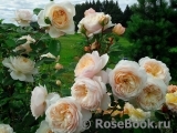 Crocus Rose® Crocus Rose®