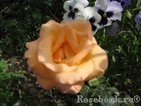 Frohsinn 82 Frohsinn 82