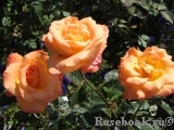 Frohsinn 82 Frohsinn 82