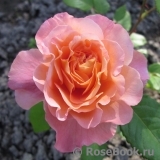 Augusta Luise Augusta Luise