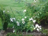 Annelies Annelies