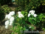 Aspirin Rose Aspirin Rose