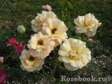 Garden Glory Garden Glory