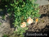 Lady of Shalott Lady of Shalott