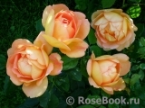 Lady of Shalott Lady of Shalott