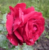 Rose des 4 Vents Rose des 4 Vents