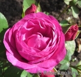 Heidi Klum Rose Heidi Klum Rose