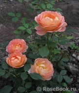 Lady of Shalott Lady of Shalott