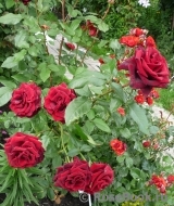 Black Baccara Black Baccara