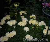 Golden Border Golden Border