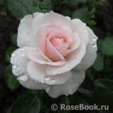 Aspirin Rose Aspirin Rose
