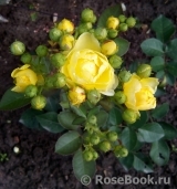 Golden Border Golden Border