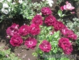 Burgundy Ice Burgundy Ice