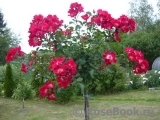 Rouge Meillandecor Rouge Meillandecor