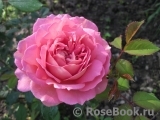 Jubilee Celebration® Jubilee Celebration®