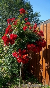 Rouge Meillandecor Rouge Meillandecor