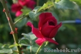 William Shakespeare 2000 William Shakespeare 2000