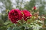 William Shakespeare 2000 William Shakespeare 2000